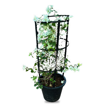 Bouganvillea Glabra White